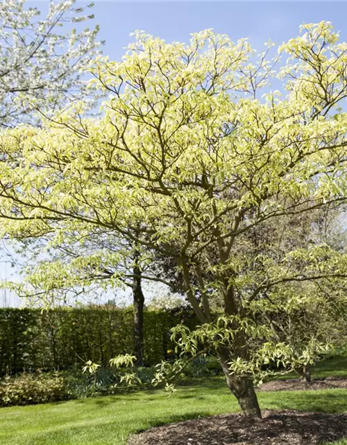 Hoher Weißbunter Etagen-Hartriegel 'Variegata'