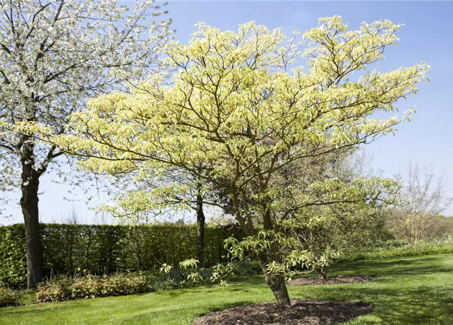 Hoher Weißbunter Etagen-Hartriegel 'Variegata'