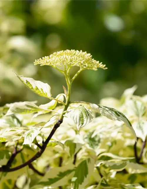 Hoher Weißbunter Etagen-Hartriegel 'Variegata'