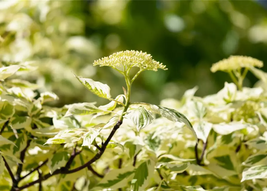 Hoher Weißbunter Etagen-Hartriegel 'Variegata'