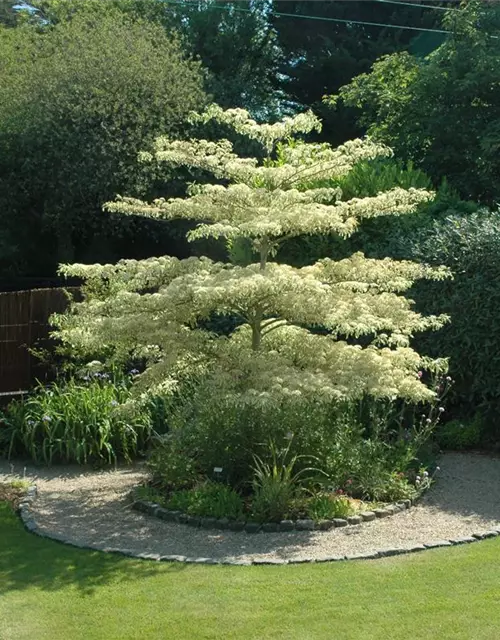 Hoher Weißbunter Etagen-Hartriegel 'Variegata'