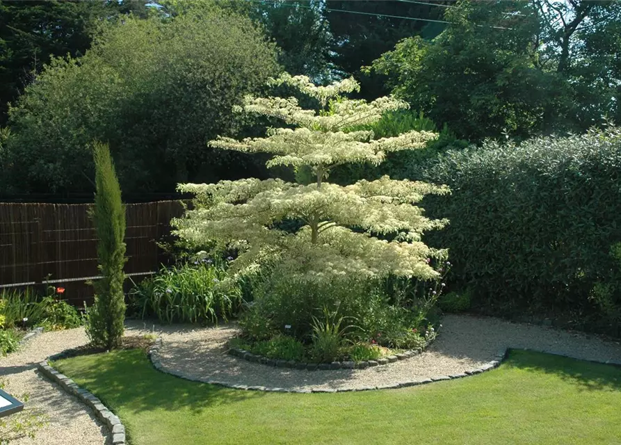 Hoher Weißbunter Etagen-Hartriegel 'Variegata'