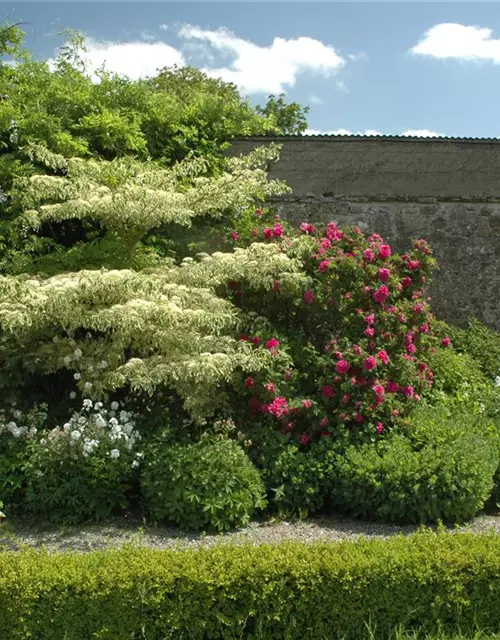 Hoher Weißbunter Etagen-Hartriegel 'Variegata'