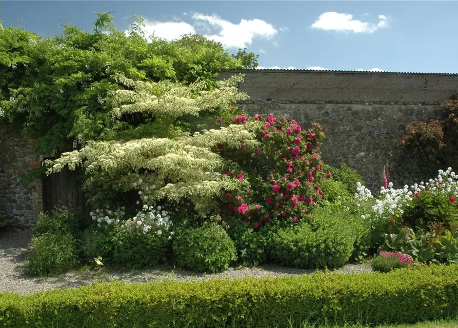 Hoher Weißbunter Etagen-Hartriegel 'Variegata'