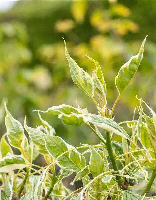 Hoher Weißbunter Etagen-Hartriegel 'Variegata'