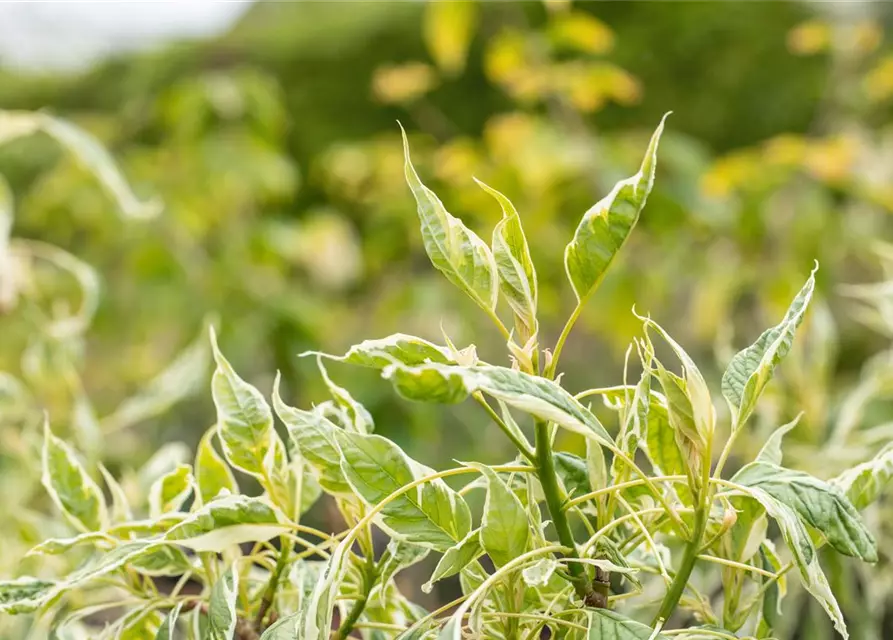 Hoher Weißbunter Etagen-Hartriegel 'Variegata'