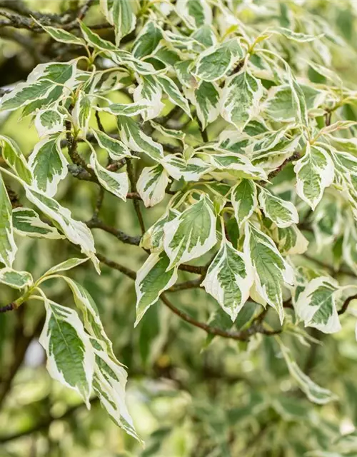 Hoher Weißbunter Etagen-Hartriegel 'Variegata'