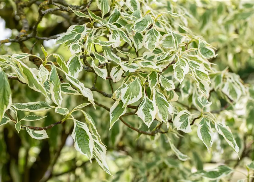 Hoher Weißbunter Etagen-Hartriegel 'Variegata'