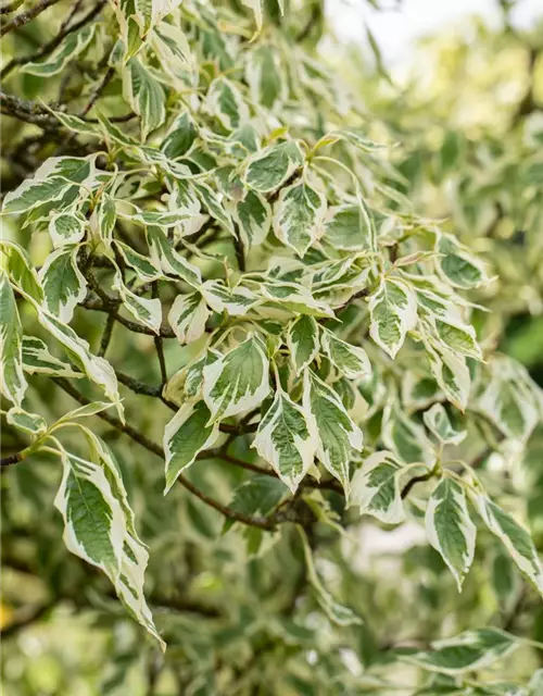 Hoher Weißbunter Etagen-Hartriegel 'Variegata'