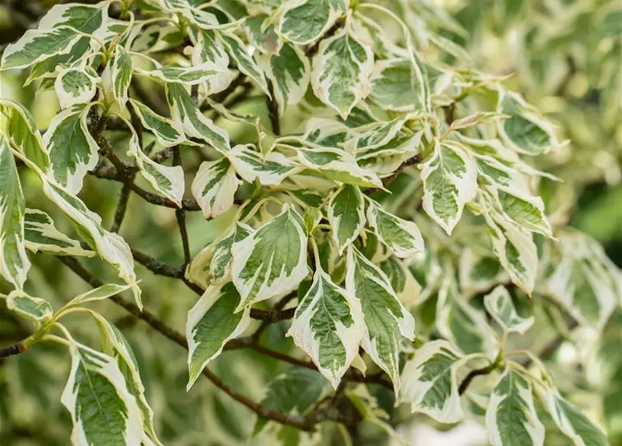 Hoher Weißbunter Etagen-Hartriegel 'Variegata'