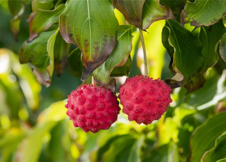 Japanischer Blumen-Hartriegel 'Big Apple'