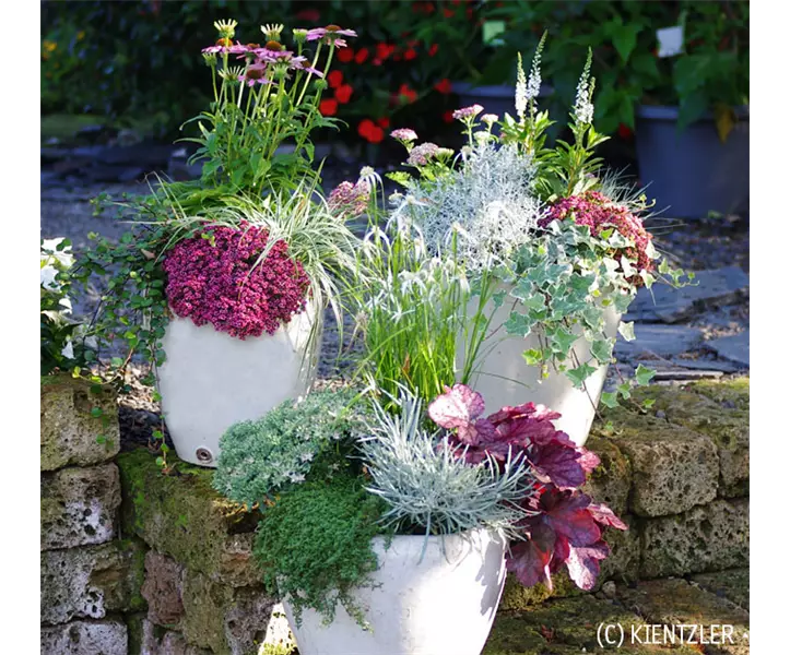 Herbstzauber-echinacea-heuchera-stacheldraht.jpg