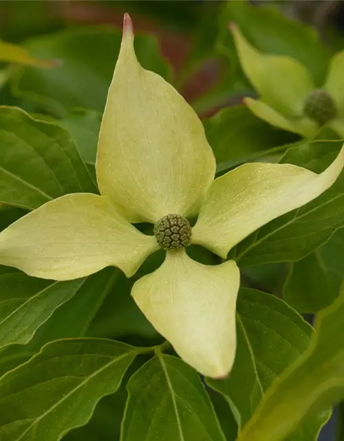 Japanischer Blumen-Hartriegel 'Big Apple'