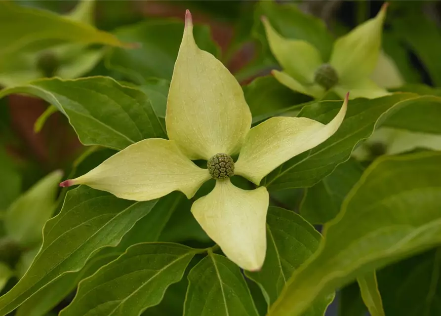 Japanischer Blumen-Hartriegel 'Big Apple'