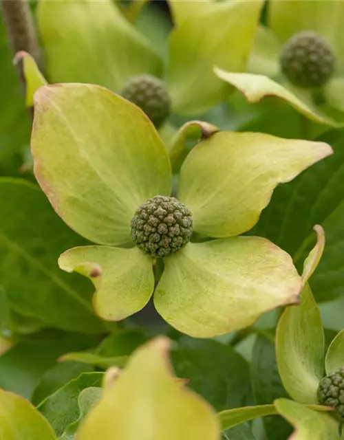 Japanischer Blumen-Hartriegel 'Big Apple'