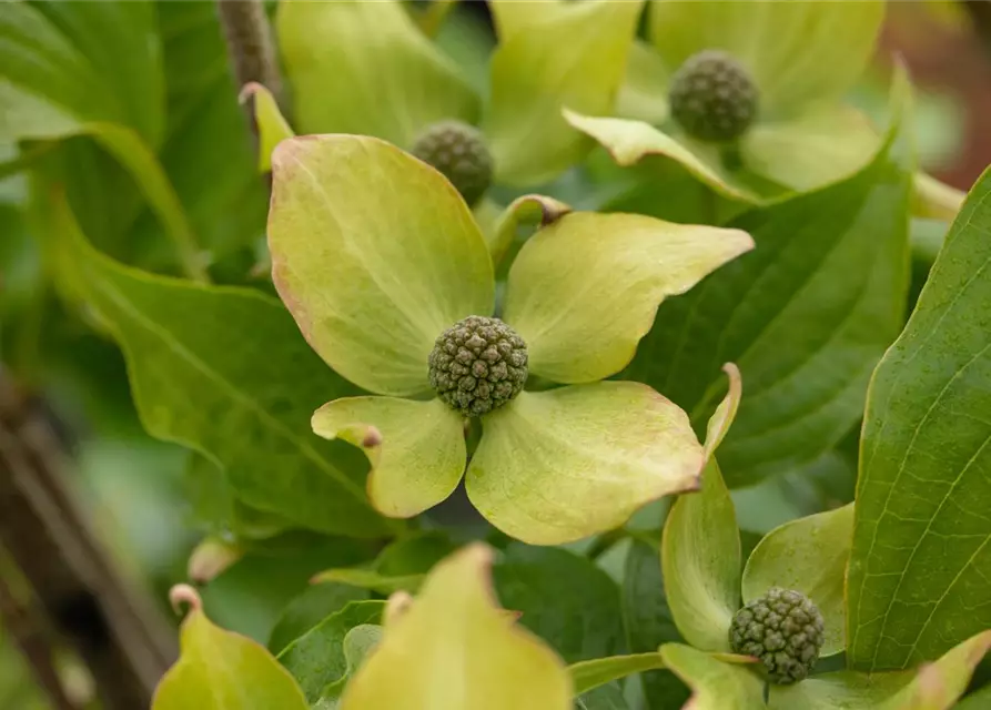 Japanischer Blumen-Hartriegel 'Big Apple'