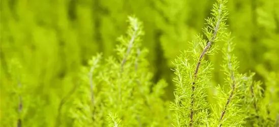 Erica arborea 'Estrella Gold'