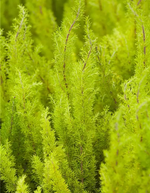 Erica arborea 'Estrella Gold'