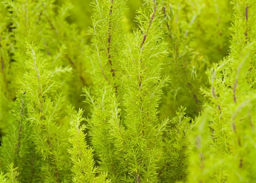 Erica arborea 'Estrella Gold'