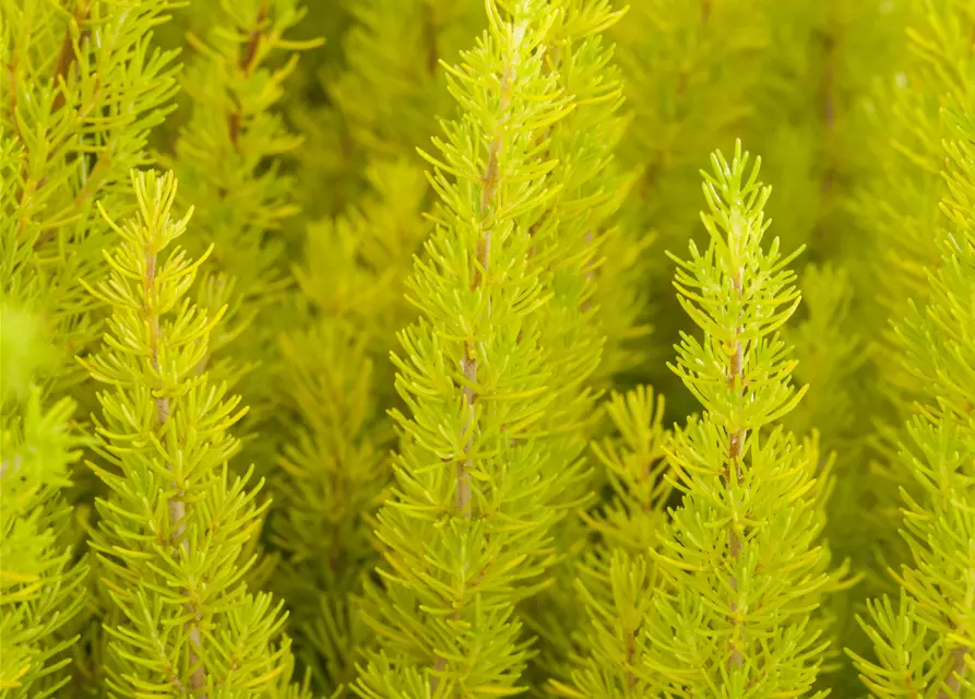 Erica arborea 'Estrella Gold'