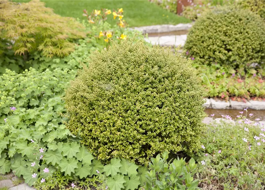 Berg-Ilex 'Glorie Gem'