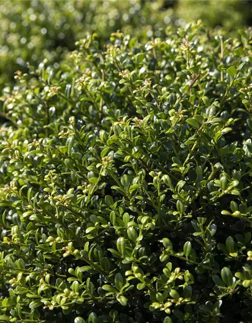 Berg-Ilex 'Glorie Gem'