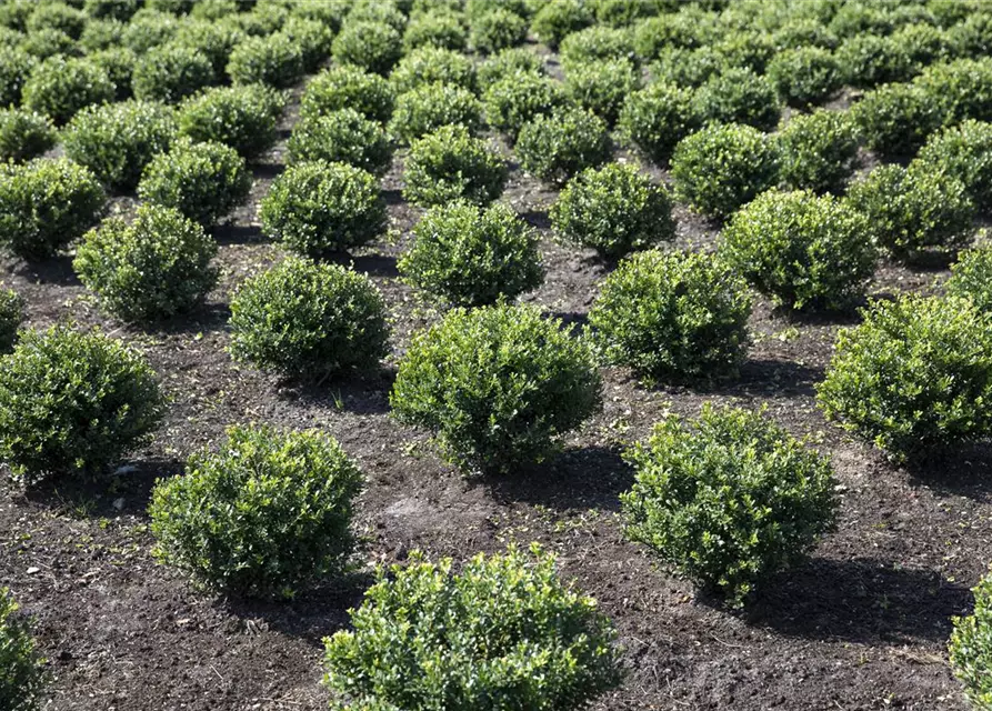 Berg-Ilex 'Glorie Gem'