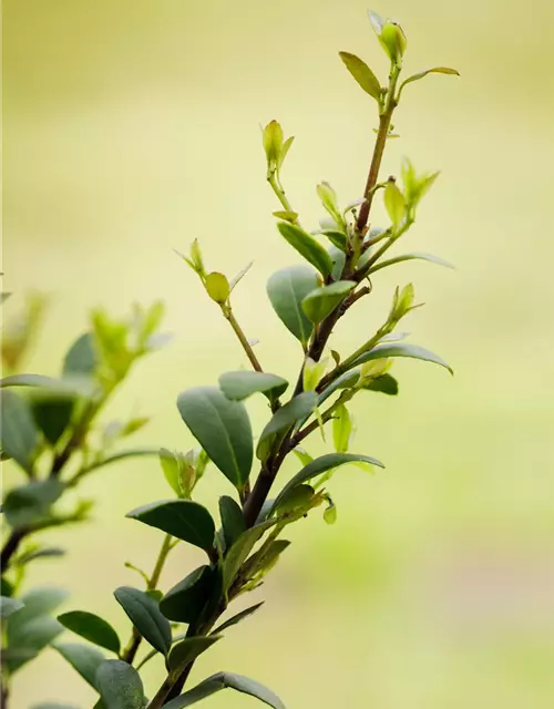 Löffel-Ilex 'Dark Green'®