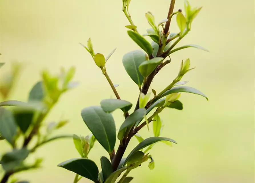 Löffel-Ilex 'Dark Green'®