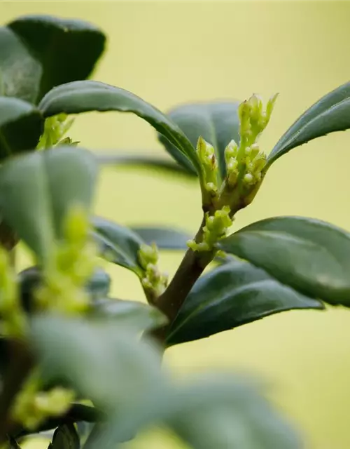 Löffel-Ilex 'Dark Green'®