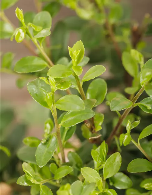 Löffel-Ilex 'Dark Green'®