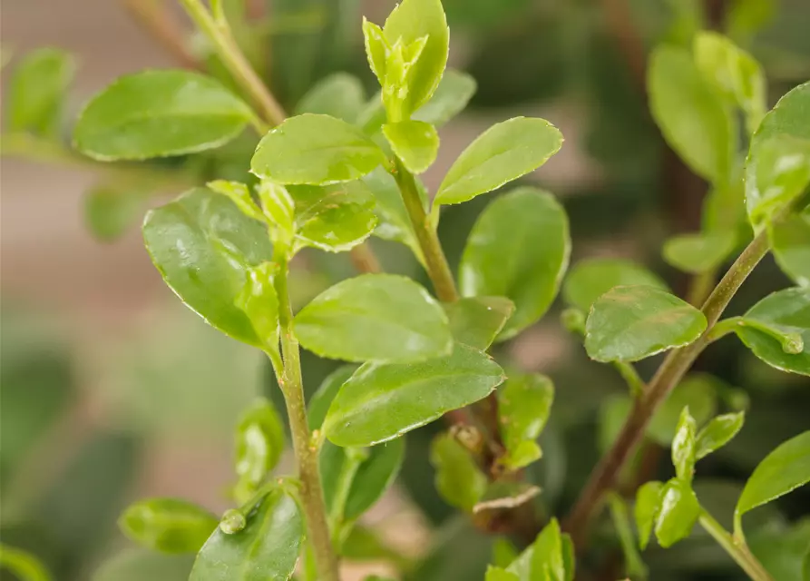 Löffel-Ilex 'Dark Green'®