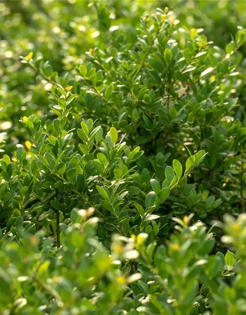 Löffel-Ilex 'Dark Green'®