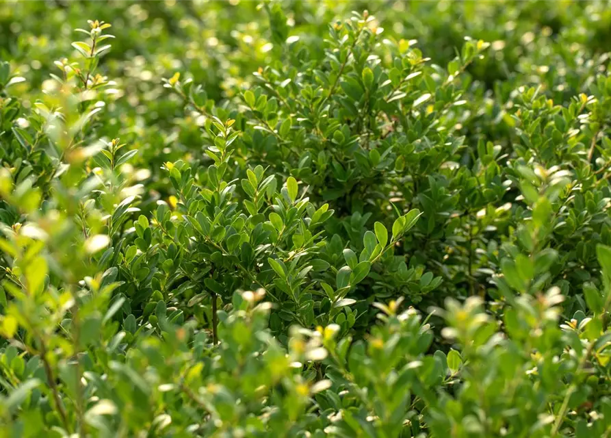 Löffel-Ilex 'Dark Green'®