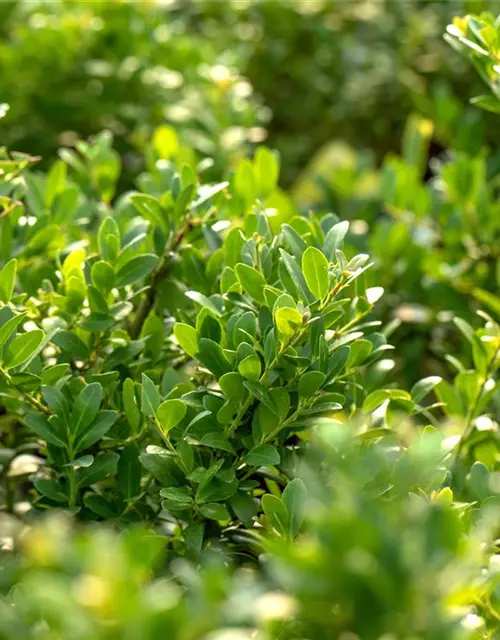 Löffel-Ilex 'Dark Green'®