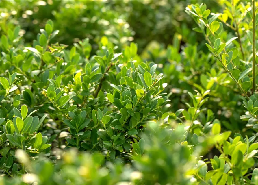 Löffel-Ilex 'Dark Green'®