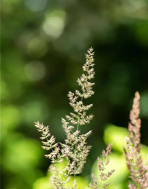 Blaugraues Schillergras 'Coolio'