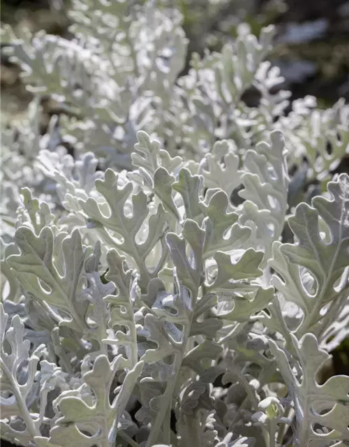 Senecio cineraria