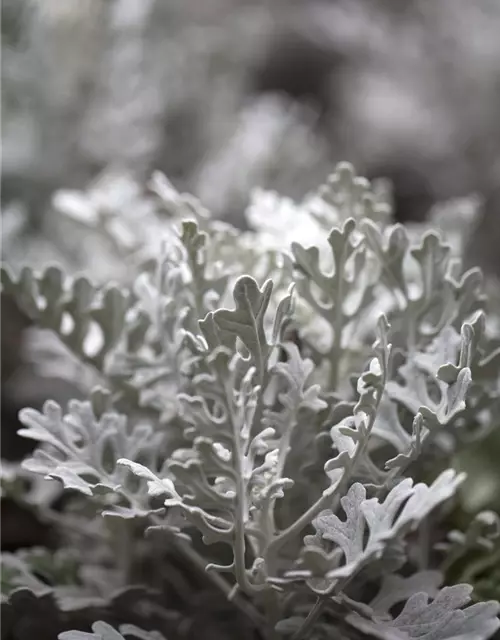 Senecio cineraria