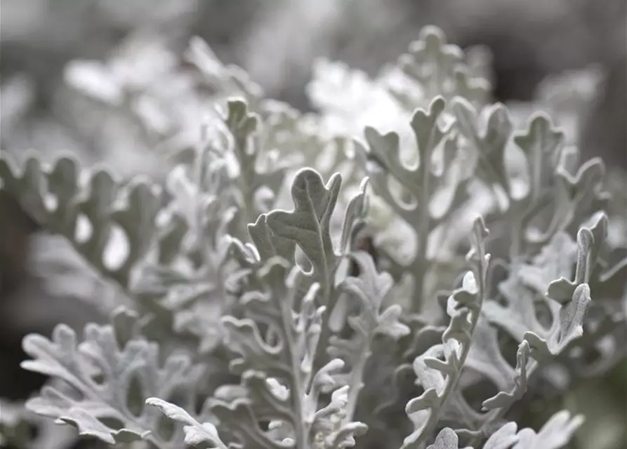 Senecio cineraria