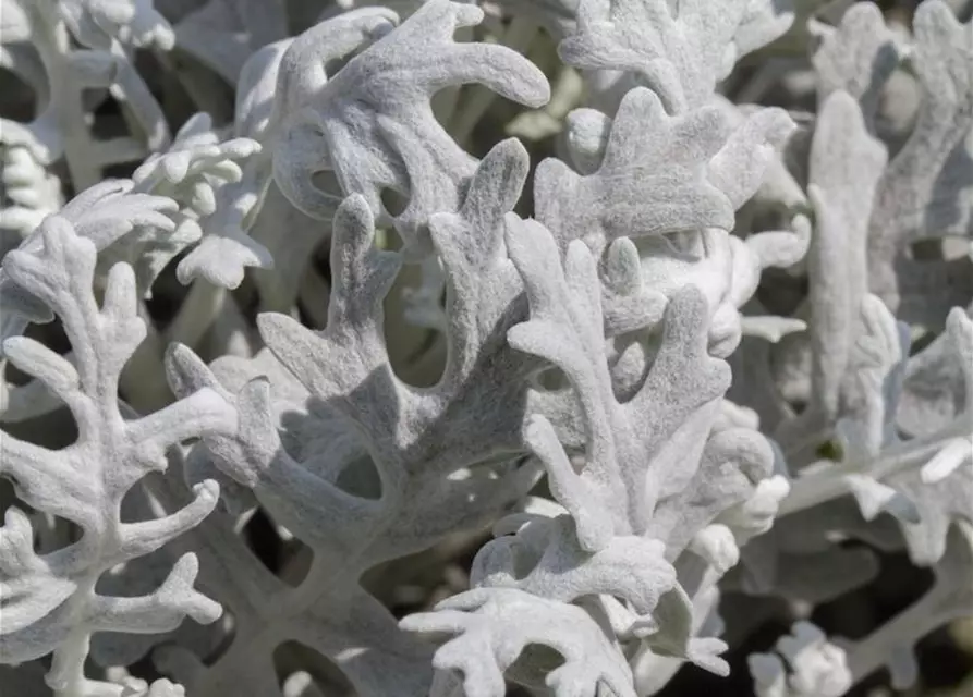 Senecio cineraria