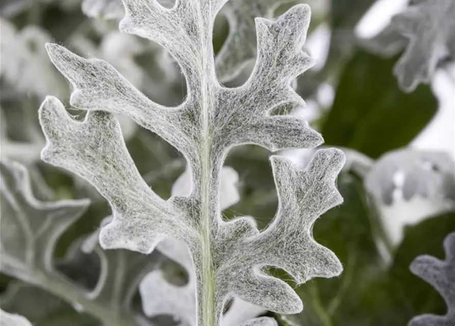 Senecio cineraria