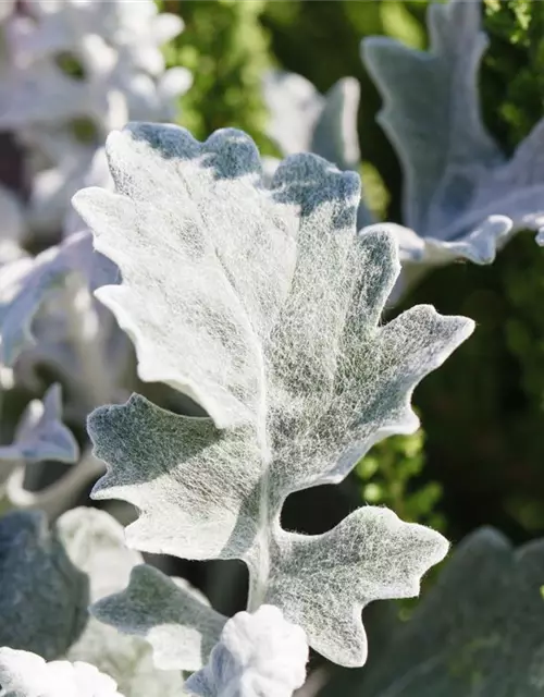 Senecio cineraria