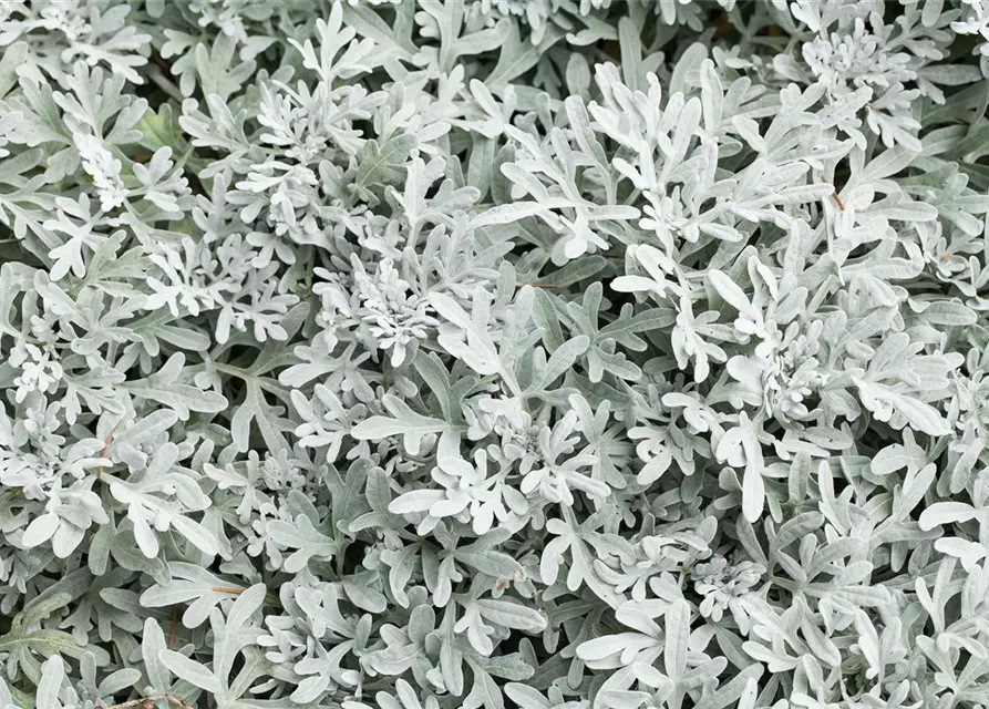 Senecio cineraria