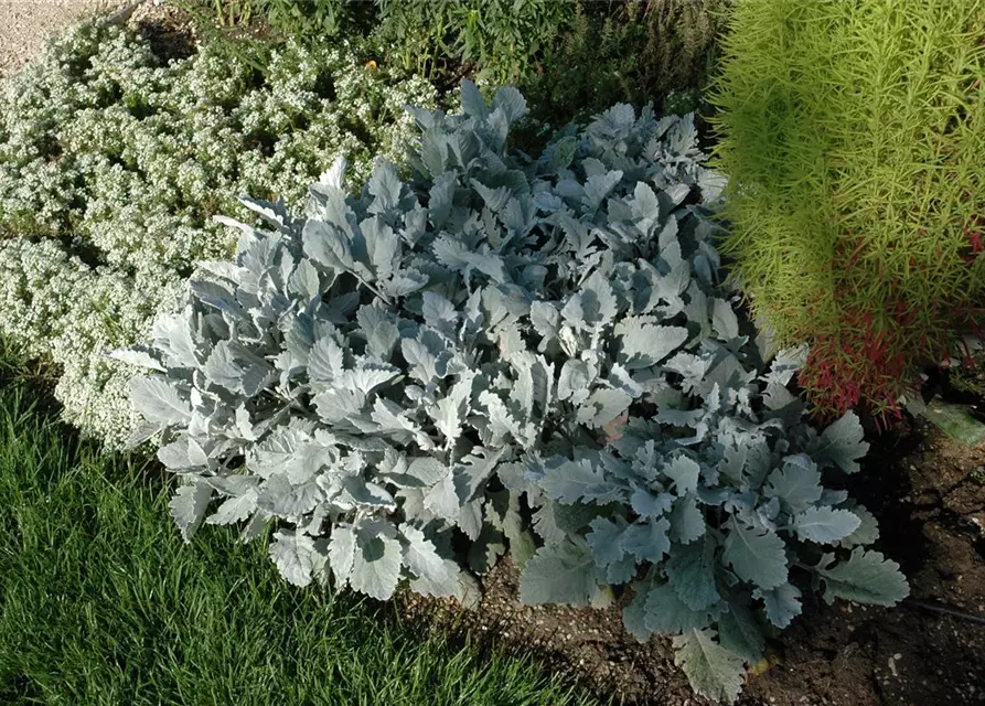 Senecio cineraria