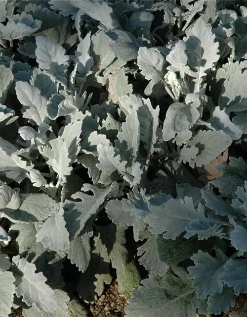 Senecio cineraria