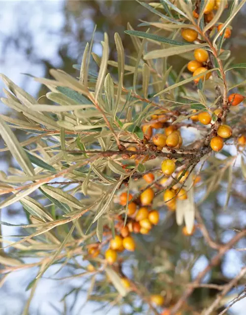 Hippophae rhamnoides 'Leikora'