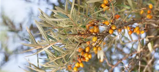 Hippophae rhamnoides 'Leikora'