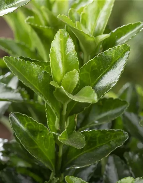 R Euonymus japonicus 'Green Wonder'