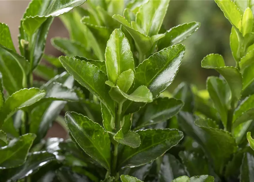 R Euonymus japonicus 'Green Wonder'